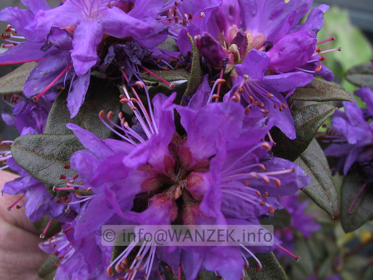 Rhododendron russatum 01.jpg